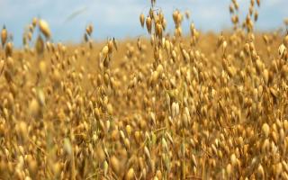 Обзор основных зерновых и непродовольственных культур в современном растениеводстве