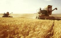 Идея № 195: насколько выгоден бизнес по выращиванию зерновых культур?