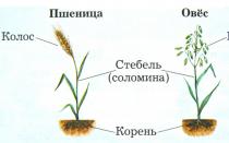 Зерновые культуры — список растений с названиями