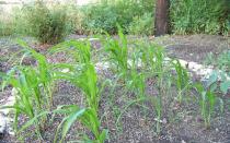 Кукуруза - это однолетнее травянистое растение: выращивание, сорта, описание, фото