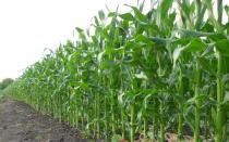 Кукуруза — обзор злака, польза и вред, свойства, сорта и применение