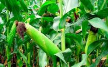 Интересни факти за царевицата