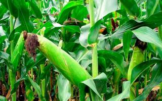 Interesting facts about corn