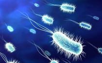 Pathogenic bacteria sa katawan ng tao at mga paraan ng pagkontrol