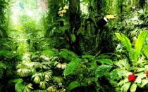 Tropikal ormanlar: nedir bu?