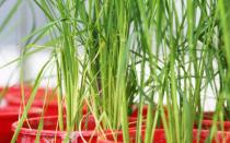 Зърнени култури: видове, характеристики на отглеждане, полезни свойства
