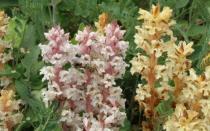 Types and characteristics of parasitic plants