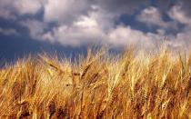 Agricultural crops: grains, vegetables, industrial crops