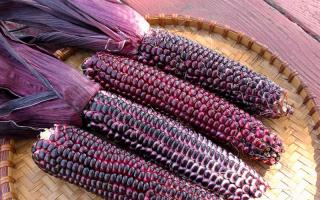Kukuřice: původ, historie a použití