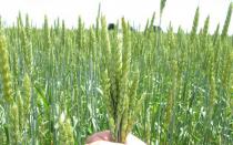 Winter wheat: paglilinang, pagproseso at mga varieties