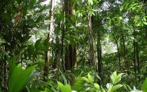 Plants of moist equatorial forests: photos, pictures of vegetation