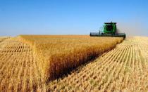 Main grain crops: cultivation, yield