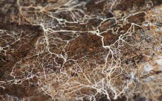 What are hyphae: structural features of fungi