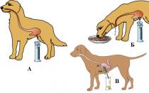 What is the name of Pavlov's method, which made it possible to establish a reflex